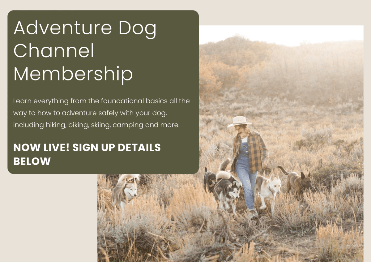 Molly Avrin - Adventure Dog Channel and Pete’s Adventure Pack 1